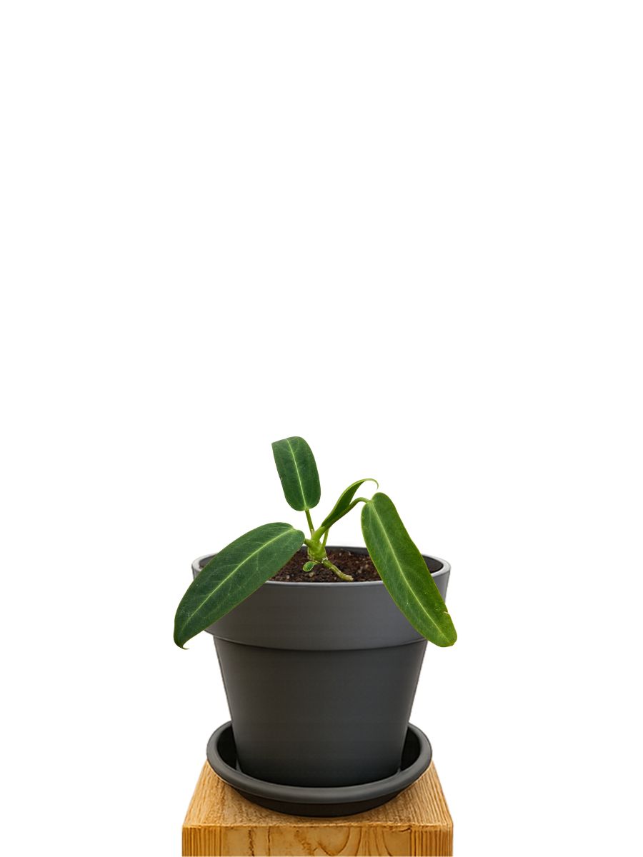 Plant kit 16 Anthracite